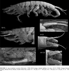 victoriopisa bruneiensis