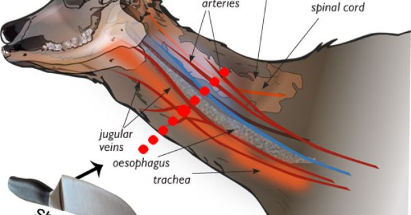<br />
<b>Warning</b>:  Undefined variable $latest_posts in <b>/home/newsnine24/public_html/wp-content/themes/NewsNine24/archive.php</b> on line <b>46</b><br />
<br />
<b>Warning</b>:  Undefined variable $i in <b>/home/newsnine24/public_html/wp-content/themes/NewsNine24/archive.php</b> on line <b>46</b><br />
<br />
<b>Warning</b>:  Trying to access array offset on value of type null in <b>/home/newsnine24/public_html/wp-content/themes/NewsNine24/archive.php</b> on line <b>46</b><br />
<br />
<b>Warning</b>:  Attempt to read property 